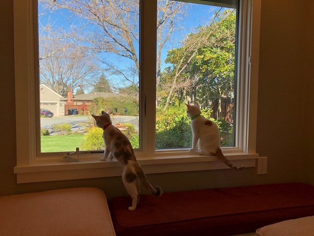 Watching birds out the window.  They've been with us two weeks.