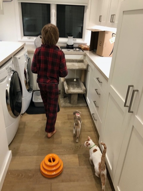 Owen putting the kitties to bed in the laundry room