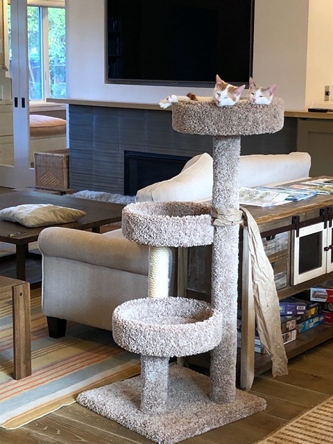 The cats snoozing in the middle of things