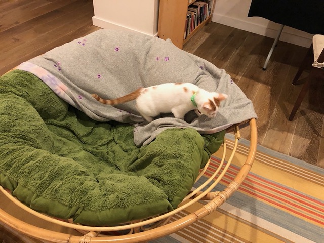 Exploring the papasan