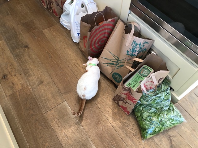 Chewing on a bag