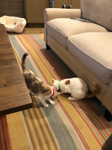 Going after a toy