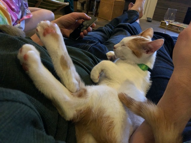 Very relaxed kitty, feet in the air