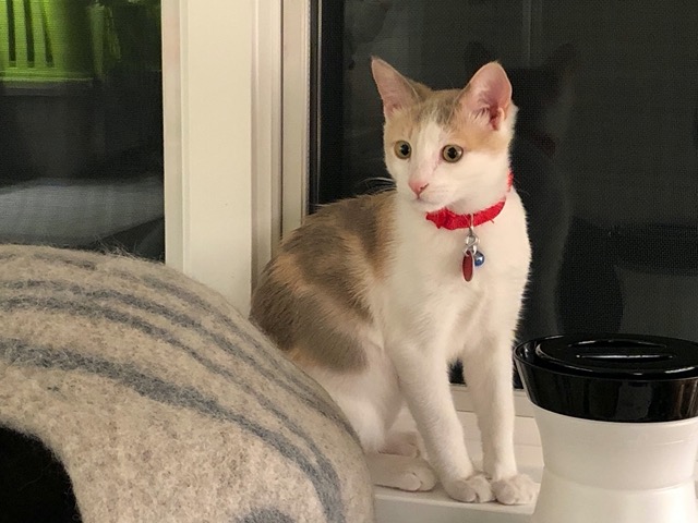 The female, poised, alert, and put together