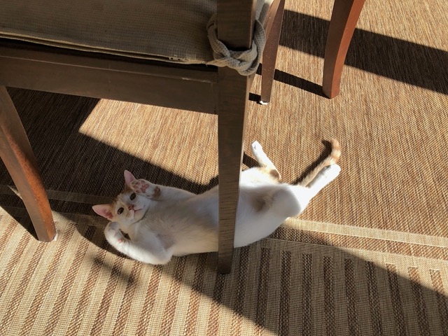 The male, goofy, playful, relaxed.  These two shots highlight their personality differences