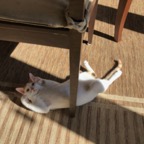 IMG_7411.jpeg