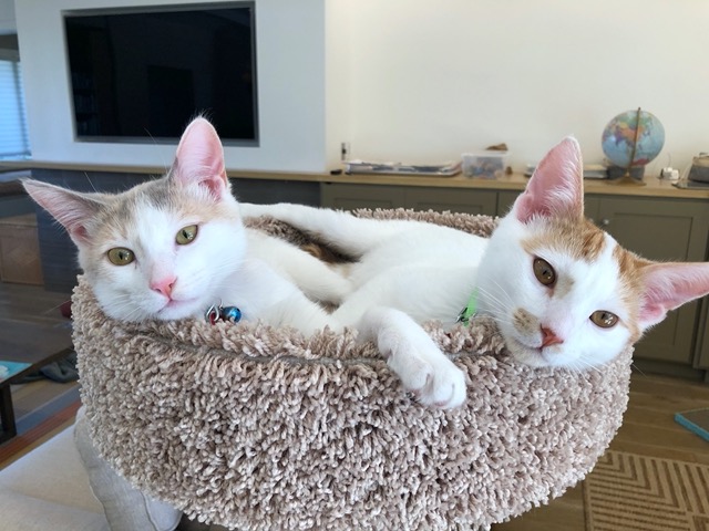 They snooze together a lot