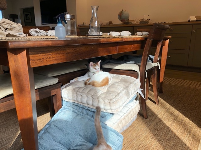 For a while they relax on the dining table chairs
