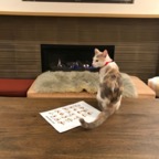 IMG_7441.jpeg