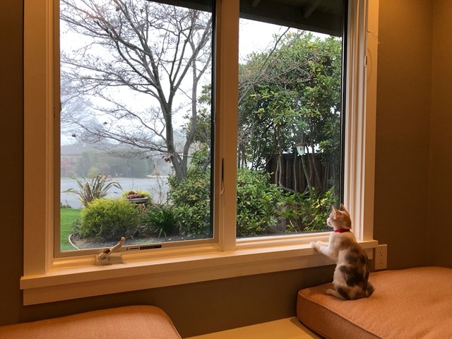 Watching birds out the window