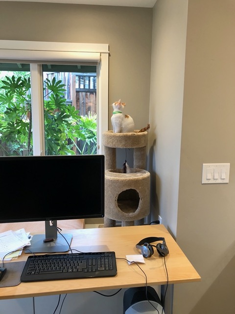 We got a cat tree for the home office