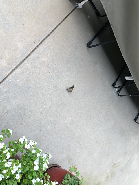 Bird stunned after running into a window
