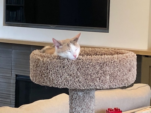The female snoozing in the cat tree