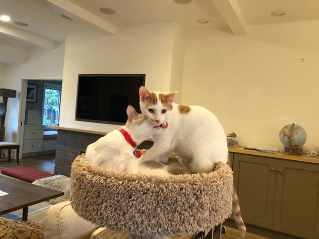 I got him a bell.  She already had one.
