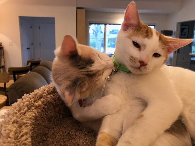 Sniffing it, tasting it, and gnawing on it