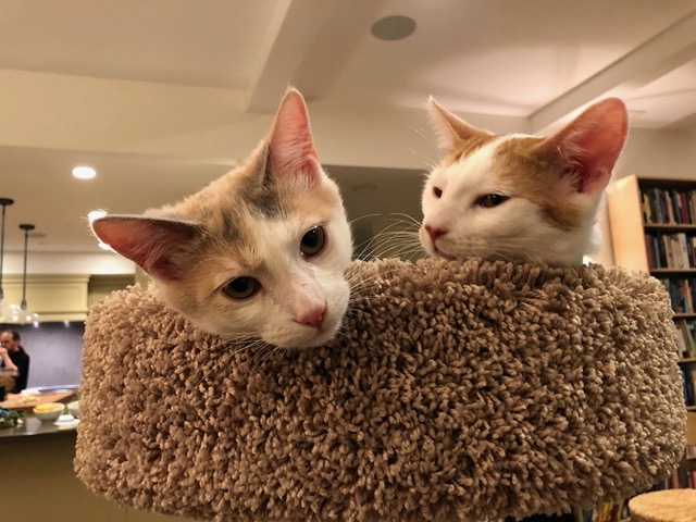 Two kitties snoozing in their tree