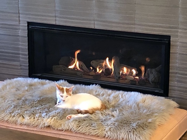 The picture of comfort: cat napping by the fire