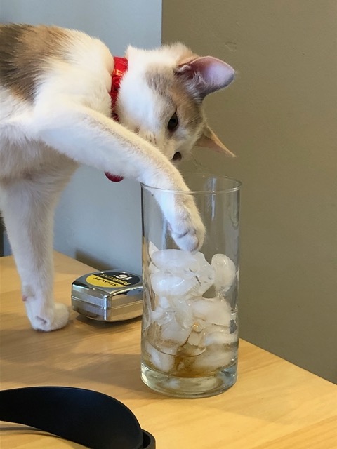 Can touch it with a paw