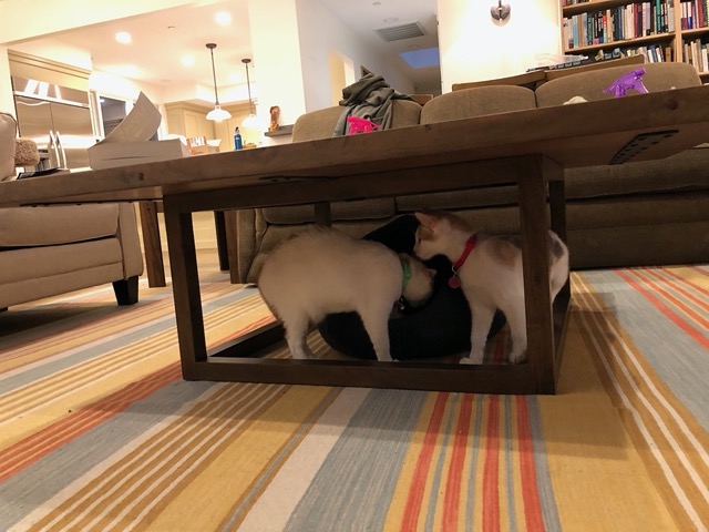 I tried putting a felt nest under the coffee table