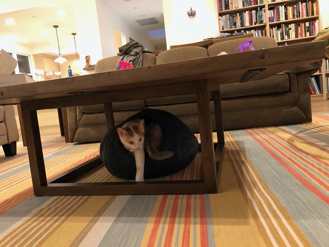 They explore it but aren't taken with it