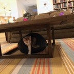 IMG_7526.jpeg