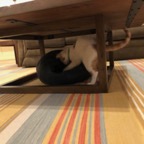 IMG_7529.jpeg