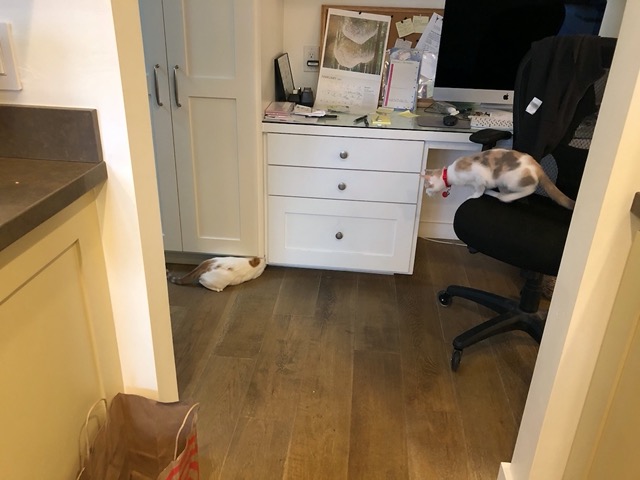 They discover a hole under the cupboard.  Thank goodness they're too big to get in.