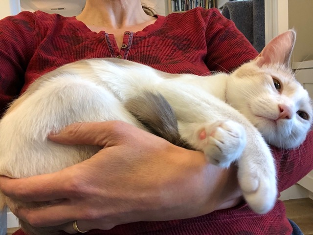 The female, fully relaxed.  It took effort to get her this comfortable.
