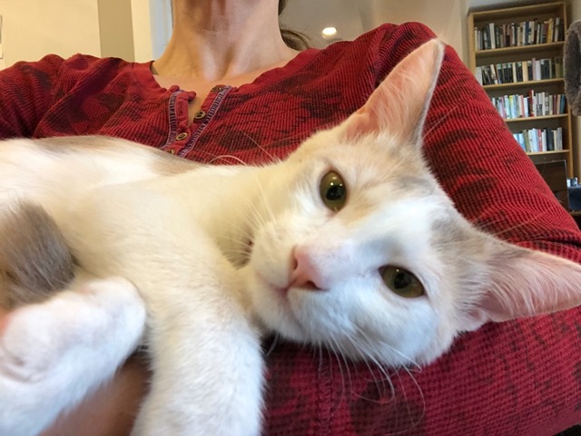 Proud moment, to see her so relaxed in my arms.  Lots of trust building went into this.