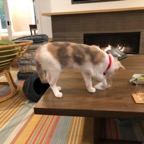 IMG_7541.jpeg