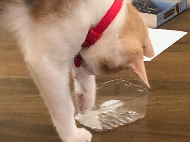 It's oily.  Not a great toy.