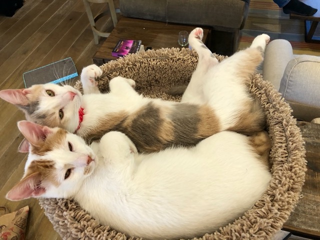 More snoozing in the tower together