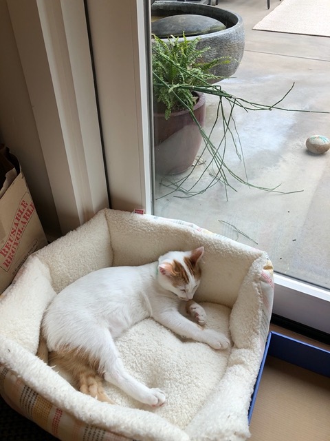 We tried one of the beds next to the window for a while