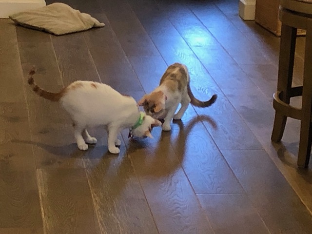 Playing with a toy
