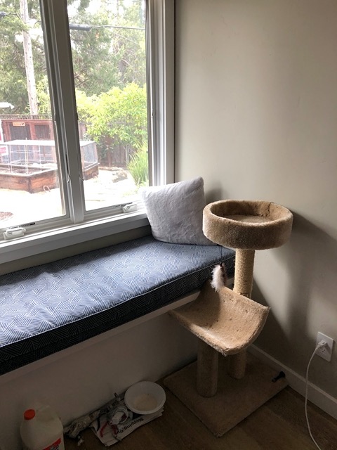 We got a cat tree for Ellie's room