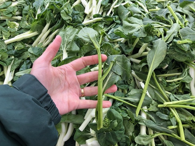 To get an idea of what he planted in the garden