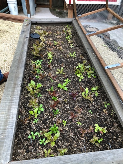 Mike's plantings are coming up!