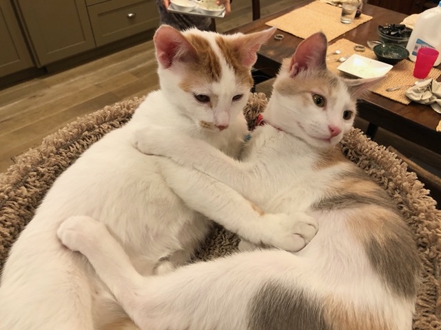 Kitties in the cat tree