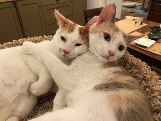 They love hanging out together