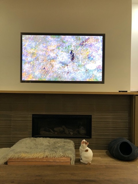 Watching a nature program.