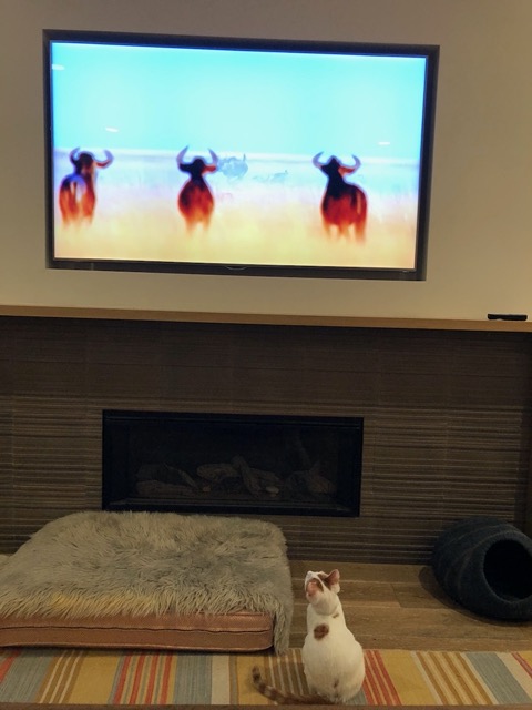 Not sure what they see or comprehend, but it's fun to watch them watch