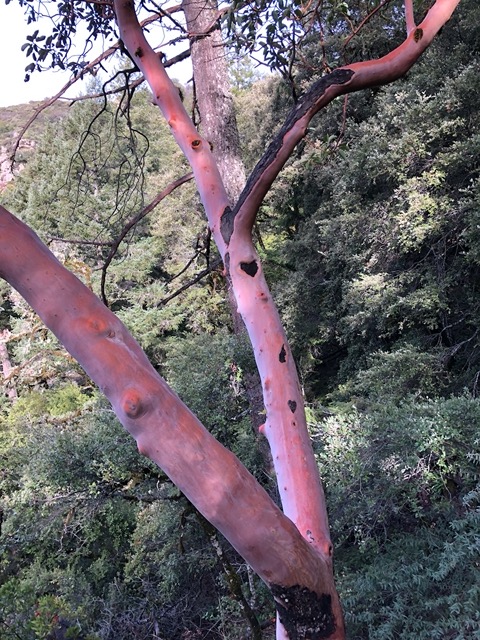 Heart-shaped mark on a manzanita