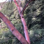 IMG_7648.jpeg