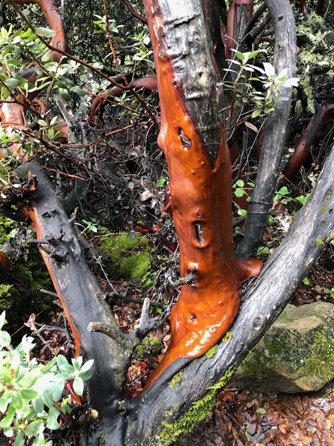 Striking red tree trunk