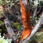 IMG_7656.jpeg