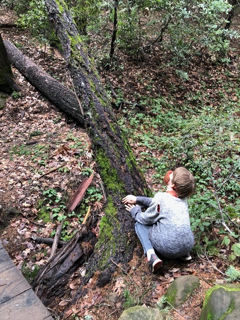 Owen checking out a tree