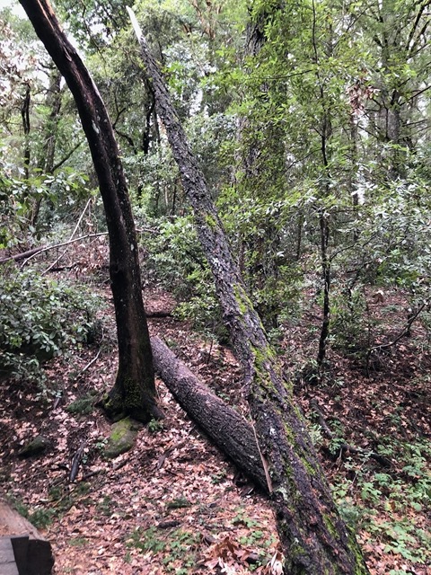 Tree on the left is very narrow