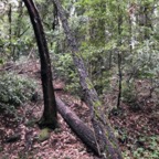 IMG_7667.jpeg