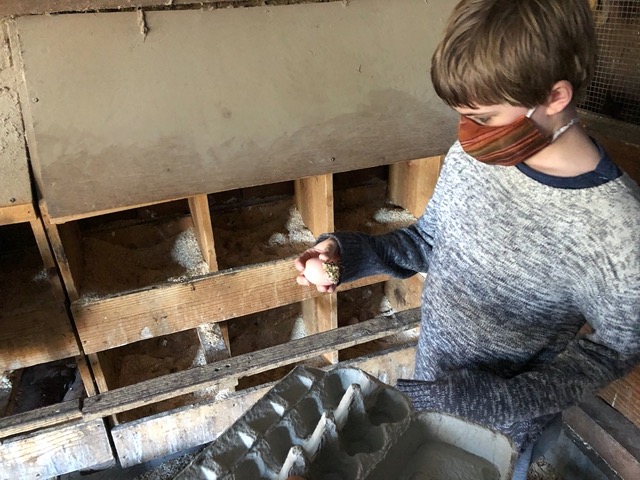 Owen gathering eggs