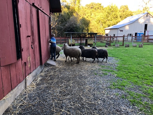 He lets the sheep in himself now